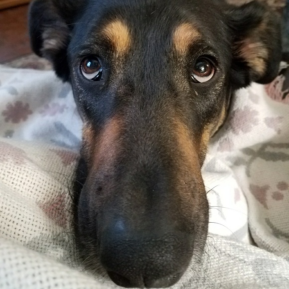 Meet your Posher, Jessica - Picture 2 of 3